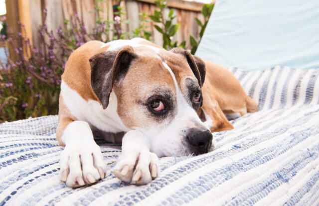 Senior dog relaxing outside
