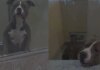 Shelter Dog Bound by a Painful Stigma Is Desperately Fighting To Win a Losing Battle Shelter Dog Bound by a Painful Stigma Is Desperately Fighting To Win a Losing Battle