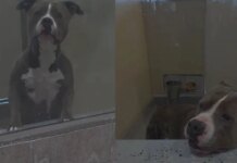 Shelter Dog Bound by a Painful Stigma Is Desperately Fighting To Win a Losing Battle Shelter Dog Bound by a Painful Stigma Is Desperately Fighting To Win a Losing Battle