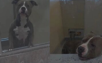 Shelter Dog Bound by a Painful Stigma Is Desperately Fighting To Win a Losing Battle Shelter Dog Bound by a Painful Stigma Is Desperately Fighting To Win a Losing Battle