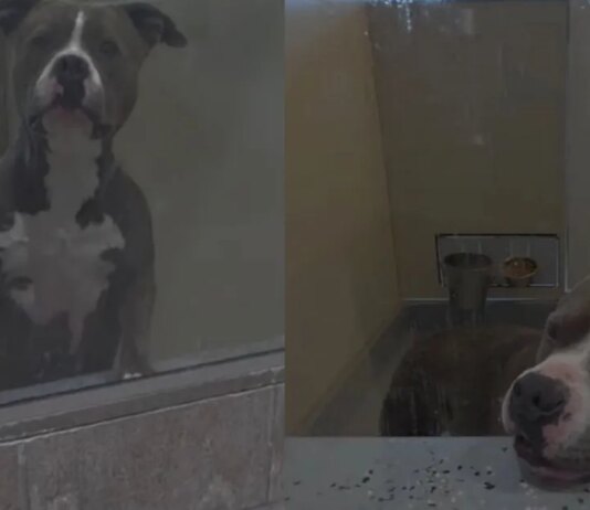 Shelter Dog Bound by a Painful Stigma Is Desperately Fighting To Win a Losing Battle Shelter Dog Bound by a Painful Stigma Is Desperately Fighting To Win a Losing Battle