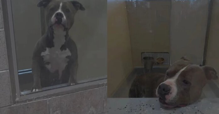 Shelter Dog Bound by a Painful Stigma Is Desperately Fighting To Win a Losing Battle