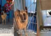 Shelter Dog Cries for Days After Family Surrenders Her & ‘Walks Away Laughing’ Shelter Dog Cries for Days After Family Surrenders Her & ‘Walks Away Laughing'
