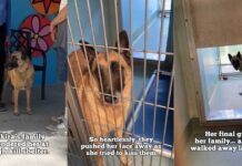 Shelter Dog Cries for Days After Family Surrenders Her & ‘Walks Away Laughing’ Shelter Dog Cries for Days After Family Surrenders Her & ‘Walks Away Laughing'
