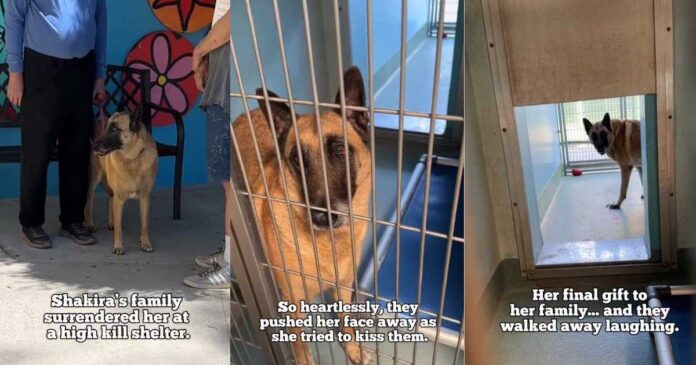 Shelter-Dog-Cries-for-Days-After-Family-Surrenders-Her.jpg Shelter Dog Cries for Days After Family Surrenders Her & ‘Walks Away Laughing'