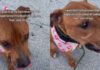 Shelter Dog Desperately Begs To Be Free Until a Heartbreaking Reality Sinks In Shelter Dog Desperately Begs To Be Free Until a Heartbreaking Reality Sinks In