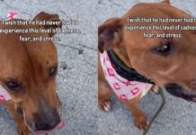 Shelter Dog Desperately Begs To Be Free Until a Heartbreaking Reality Sinks In Shelter Dog Desperately Begs To Be Free Until a Heartbreaking Reality Sinks In