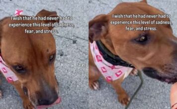 Shelter Dog Desperately Begs To Be Free Until a Heartbreaking Reality Sinks In Shelter Dog Desperately Begs To Be Free Until a Heartbreaking Reality Sinks In