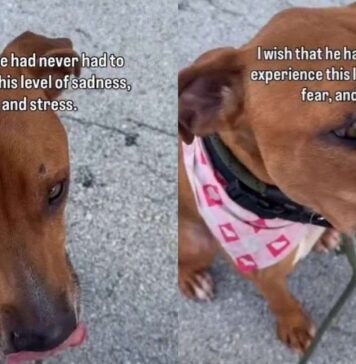 Shelter Dog Desperately Begs To Be Free Until a Heartbreaking Reality Sinks In Shelter Dog Desperately Begs To Be Free Until a Heartbreaking Reality Sinks In