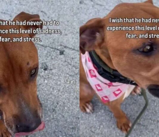 Shelter Dog Desperately Begs To Be Free Until a Heartbreaking Reality Sinks In Shelter Dog Desperately Begs To Be Free Until a Heartbreaking Reality Sinks In