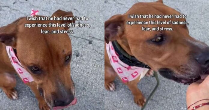 Shelter Dog Desperately Begs To Be Free Until a Heartbreaking Reality Sinks In