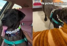 Shelter Dog Gets His First Taste of Freedom, Thanks to a Human He’s Never Even Met Shelter Dog Gets His First Taste of Freedom, Thanks to a Human He’s Never Even Met