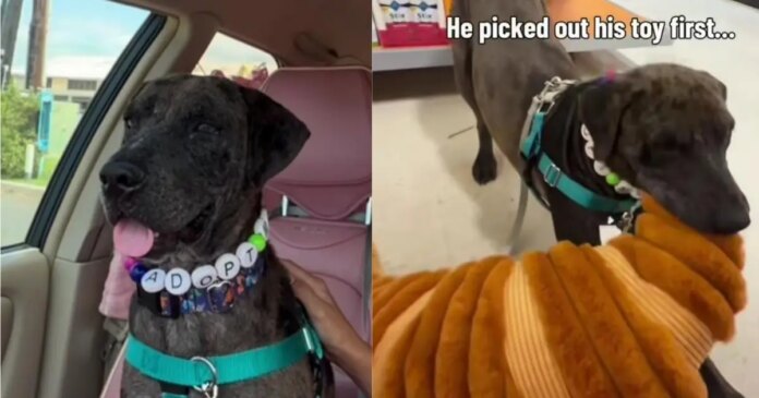 Shelter Dog Gets His First Taste of Freedom, Thanks to a Human He’s Never Even Met