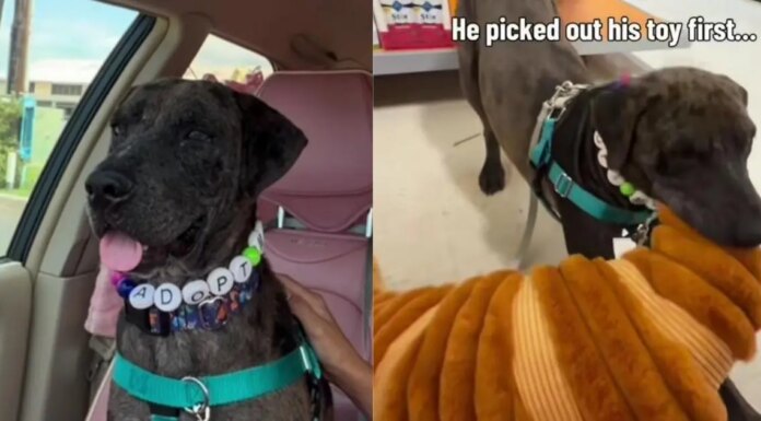 Shelter Dog Gets His First Taste of Freedom, Thanks to a Human He’s Never Even Met Shelter Dog Gets His First Taste of Freedom, Thanks to a Human He’s Never Even Met
