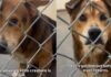 Shelter Dog Is ‘36 Pounds of Cuteness,’ Yet Faces the Unthinkable Over Something He Can’t Control Shelter Dog Is ‘36 Pounds of Cuteness,’ Yet Faces the Unthinkable Over Something He Can’t Control
