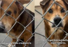 Shelter Dog Is ‘36 Pounds of Cuteness,’ Yet Faces the Unthinkable Over Something He Can’t Control Shelter Dog Is ‘36 Pounds of Cuteness,’ Yet Faces the Unthinkable Over Something He Can’t Control