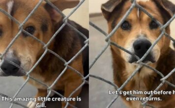 Shelter Dog Is ‘36 Pounds of Cuteness,’ Yet Faces the Unthinkable Over Something He Can’t Control Shelter Dog Is ‘36 Pounds of Cuteness,’ Yet Faces the Unthinkable Over Something He Can’t Control