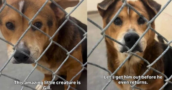 Shelter Dog Is ‘36 Pounds of Cuteness,’ Yet Faces the Unthinkable Over Something He Can’t Control