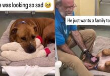 Shelter Dog Looks Completely Broken Until One Gesture From Human Changes Everything Shelter Dog Looks Completely Broken Until One Gesture From Human Changes Everything
