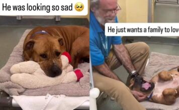Shelter Dog Looks Completely Broken Until One Gesture From Human Changes Everything Shelter Dog Looks Completely Broken Until One Gesture From Human Changes Everything