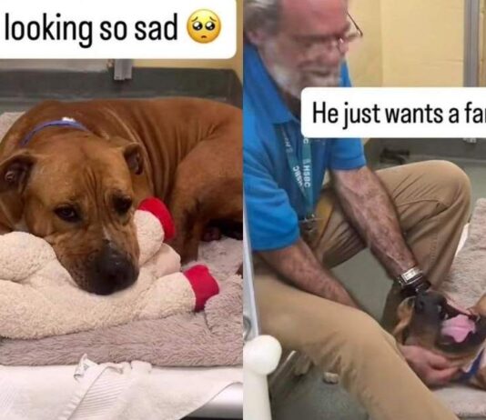 Shelter Dog Looks Completely Broken Until One Gesture From Human Changes Everything Shelter Dog Looks Completely Broken Until One Gesture From Human Changes Everything