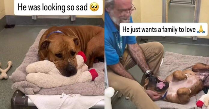 Shelter-Dog-Looks-Completely-Broken-Until-One-Gesture-From-Human.jpg Shelter Dog Looks Completely Broken Until One Gesture From Human Changes Everything