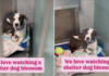 Shelter Dog Once Fearful Transforms Into a ‘Social Butterfly’ Ready To Find a Home Shelter Dog Once Fearful Transforms Into a ‘Social Butterfly’ Ready To Find a Home