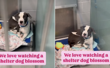 Shelter Dog Once Fearful Transforms Into a ‘Social Butterfly’ Ready To Find a Home Shelter Dog Once Fearful Transforms Into a ‘Social Butterfly’ Ready To Find a Home