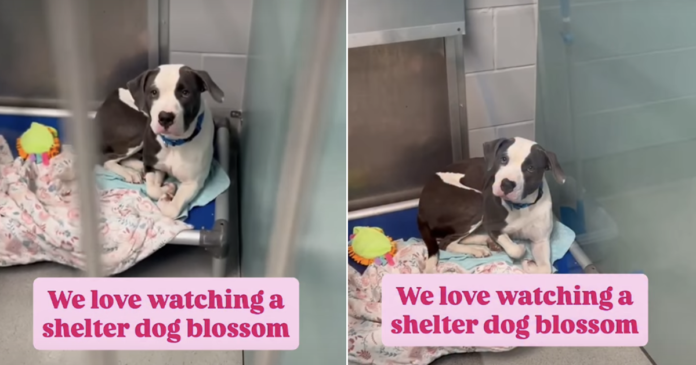 Shelter Dog Once Fearful Transforms Into a ‘Social Butterfly’ Ready To Find a Home