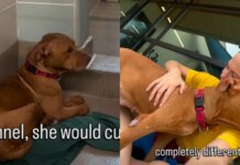 Shelter Dog Pays the Price for Someone Else’s Mistake & Gets a Heartbreaking Deadline Shelter Dog Pays the Price for Someone Else’s Mistake & Gets a Heartbreaking Deadline