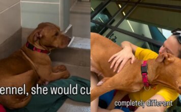 Shelter Dog Pays the Price for Someone Else’s Mistake & Gets a Heartbreaking Deadline Shelter Dog Pays the Price for Someone Else’s Mistake & Gets a Heartbreaking Deadline