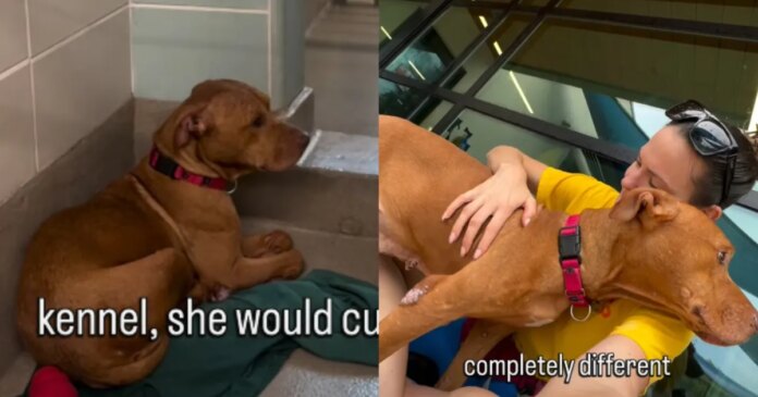 Shelter Dog Pays the Price for Someone Else’s Mistake & Gets a Heartbreaking Deadline