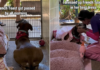 Shelter Dog Spends Her Day Watching People Pass by Until a Glow-up Changes Everything Shelter Dog Spends Her Day Watching People Pass by Until a Glow-up Changes Everything