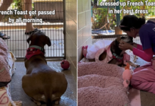 Shelter Dog Spends Her Day Watching People Pass by Until a Glow-up Changes Everything Shelter Dog Spends Her Day Watching People Pass by Until a Glow-up Changes Everything