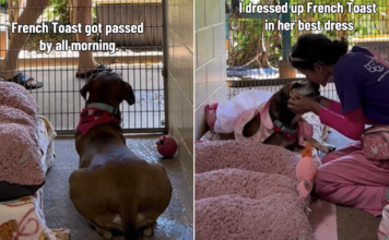 Shelter Dog Spends Her Day Watching People Pass by Until a Glow-up Changes Everything Shelter Dog Spends Her Day Watching People Pass by Until a Glow-up Changes Everything