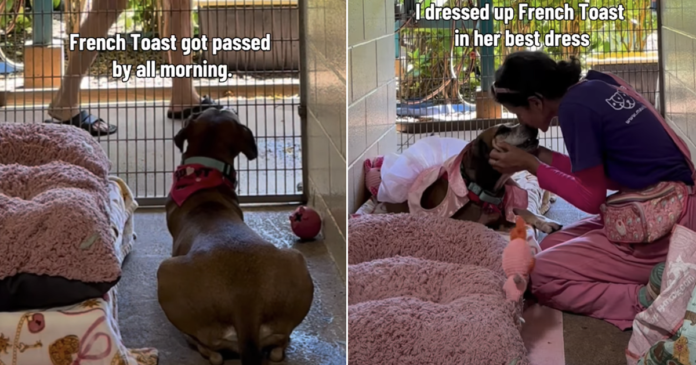 Shelter Dog Spends Her Day Watching People Pass by Until a Glow-up Changes Everything