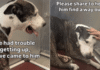 Shelter Dog Surrendered at His Most Vulnerable Isn’t Asking for Much, Just a Little Love & Dignity Shelter Dog Surrendered at His Most Vulnerable Isn’t Asking for Much, Just a Little Love & Dignity
