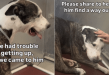 Shelter Dog Surrendered at His Most Vulnerable Isn’t Asking for Much, Just a Little Love & Dignity Shelter Dog Surrendered at His Most Vulnerable Isn’t Asking for Much, Just a Little Love & Dignity