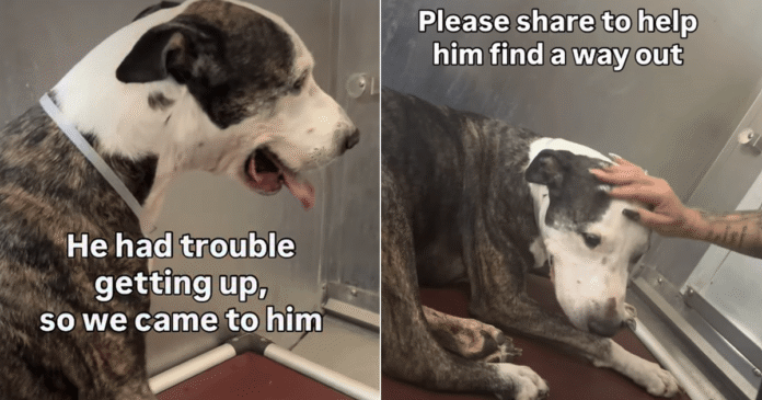 Shelter-Dog-Surrendered-at-His-Most-Vulnerable-Isnt-Asking-for.png Shelter Dog Surrendered at His Most Vulnerable Isn’t Asking for Much, Just a Little Love & Dignity