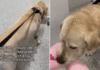 Shelter Dog With No Belongings Picks a Toy & Heads to His Kennel, Knowing What Time It Is Shelter Dog With No Belongings Picks a Toy & Heads to His Kennel, Knowing What Time It Is