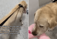 Shelter Dog With No Belongings Picks a Toy & Heads to His Kennel, Knowing What Time It Is Shelter Dog With No Belongings Picks a Toy & Heads to His Kennel, Knowing What Time It Is