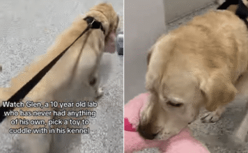 Shelter Dog With No Belongings Picks a Toy & Heads to His Kennel, Knowing What Time It Is Shelter Dog With No Belongings Picks a Toy & Heads to His Kennel, Knowing What Time It Is