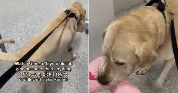 Shelter Dog With No Belongings Picks a Toy & Heads to His Kennel, Knowing What Time It Is
