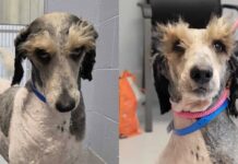 Shelter Dog’s Magnificent Eyebrows Make Him Look Like He’s Judging Everyone Shelter Dog's Magnificent Eyebrows Make Him Look Like He's Judging Everyone
