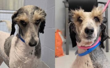 Shelter Dog’s Magnificent Eyebrows Make Him Look Like He’s Judging Everyone Shelter Dog's Magnificent Eyebrows Make Him Look Like He's Judging Everyone
