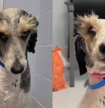 Shelter Dog’s Magnificent Eyebrows Make Him Look Like He’s Judging Everyone Shelter Dog's Magnificent Eyebrows Make Him Look Like He's Judging Everyone