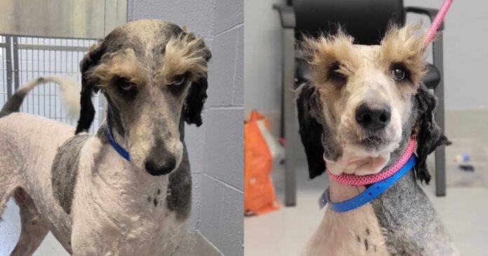 Shelter-Dogs-Magnificent-Eyebrows-Make-Him-Look-Like-Hes-Judging.jpg Shelter Dog's Magnificent Eyebrows Make Him Look Like He's Judging Everyone