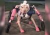 Someone Stole a Disabled Dog’s Wheelchair and Police Want Answers Someone Stole a Disabled Dog's Wheelchair and Police Want Answers