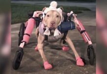 Someone Stole a Disabled Dog’s Wheelchair and Police Want Answers Someone Stole a Disabled Dog's Wheelchair and Police Want Answers
