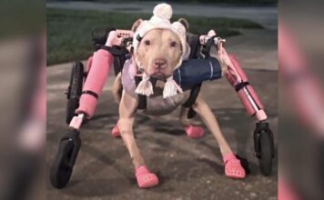Someone Stole a Disabled Dog’s Wheelchair and Police Want Answers Someone Stole a Disabled Dog's Wheelchair and Police Want Answers